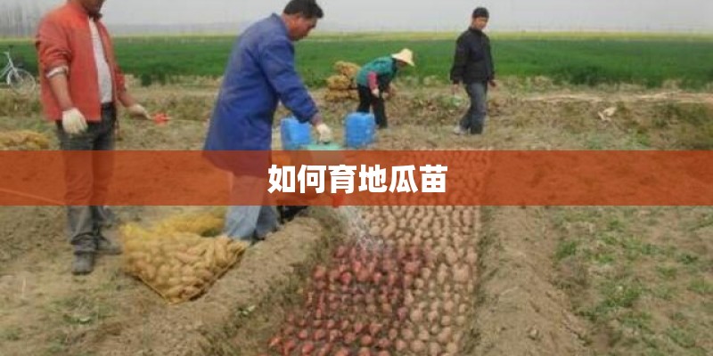 如何育地瓜苗 如何育地瓜苗