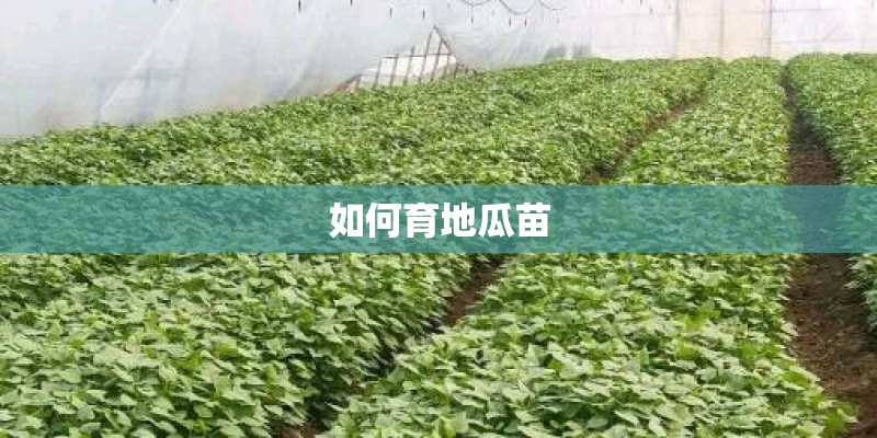 如何育地瓜苗 如何育地瓜苗