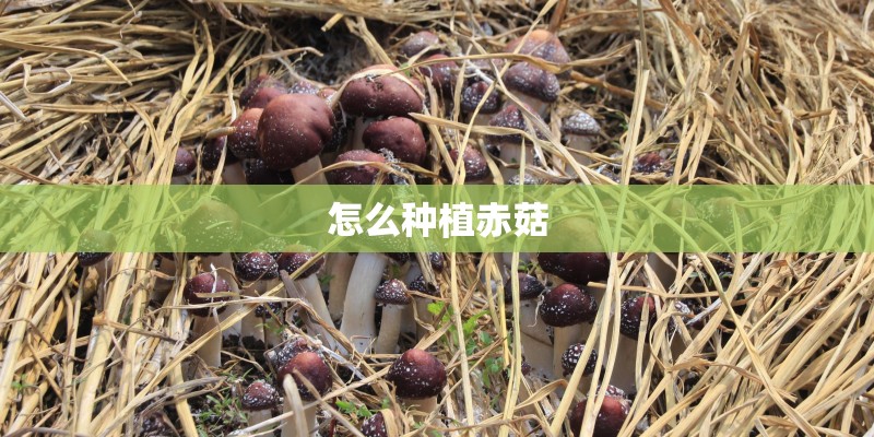 怎么种植赤菇