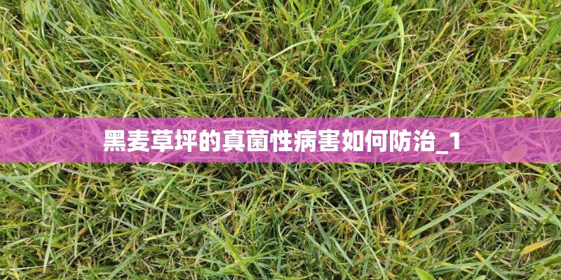黑麦草坪的真菌性病害如何防治_1