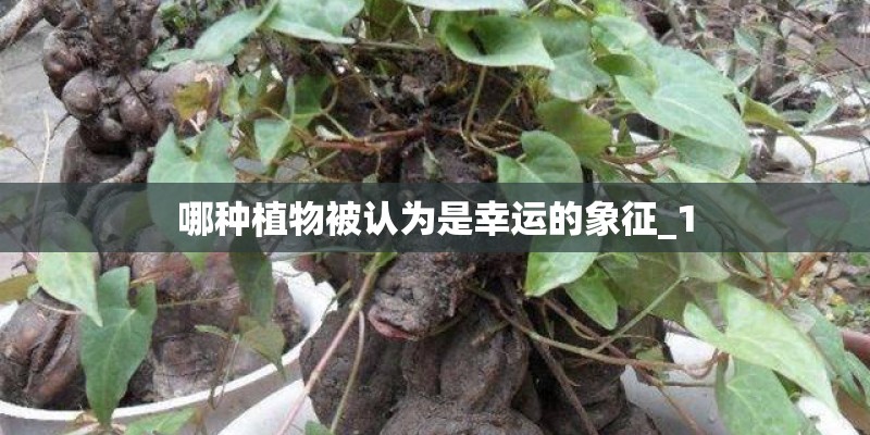 哪种植物被认为是幸运的象征_1