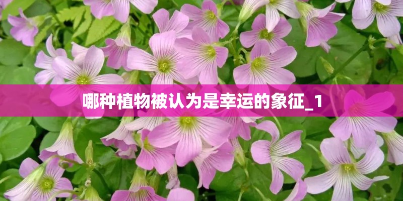 哪种植物被认为是幸运的象征_1