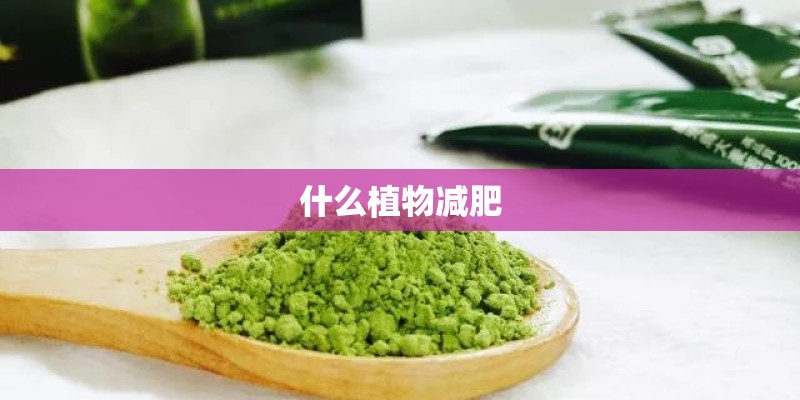 什么植物减肥