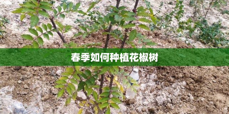 春季如何种植花椒树