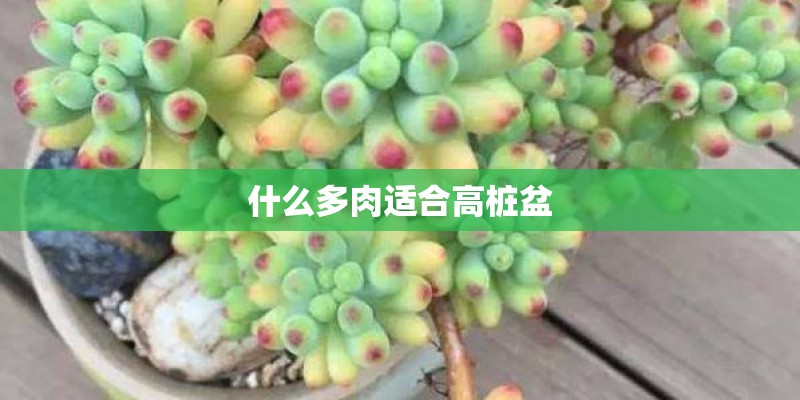 什么多肉适合高桩盆 什么多肉适合高桩盆