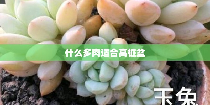 植物大战僵尸背景音乐