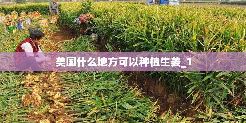 美国什么地方可以种植生姜_1