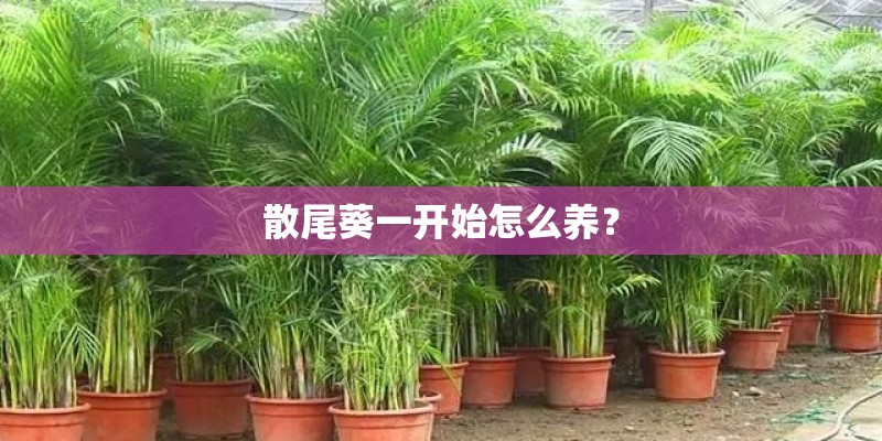 散尾葵一开始怎么养？