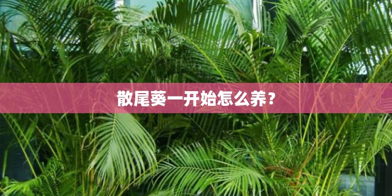 散尾葵一开始怎么养? 散尾葵一开始怎么养?