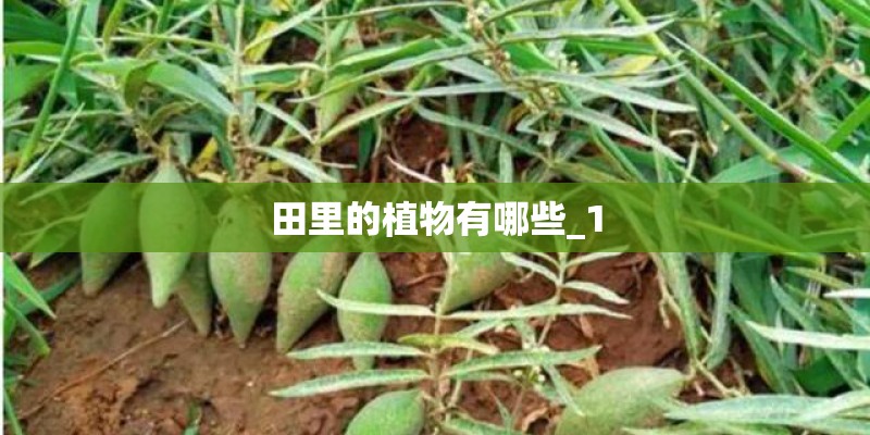 田里的植物有哪些_1