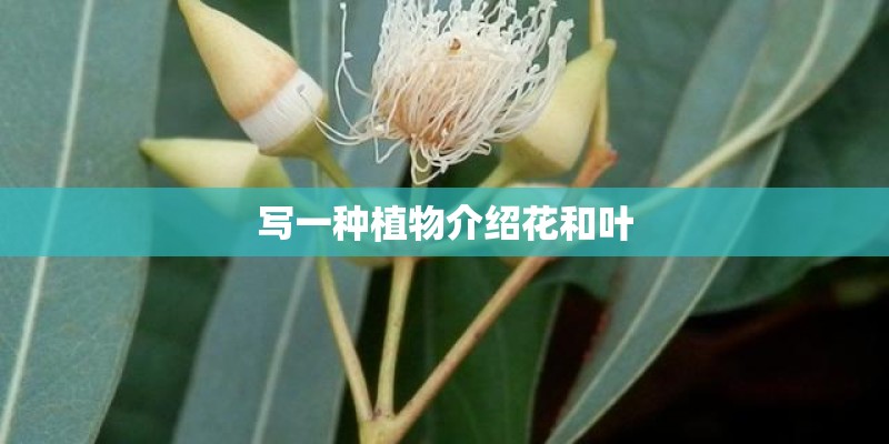 写一种植物介绍花和叶 写一种植物介绍花和叶