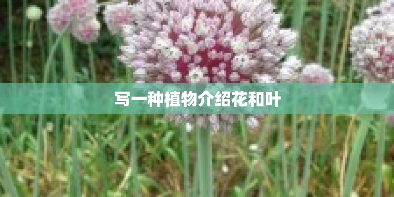 写一种植物介绍花和叶 写一种植物介绍花和叶