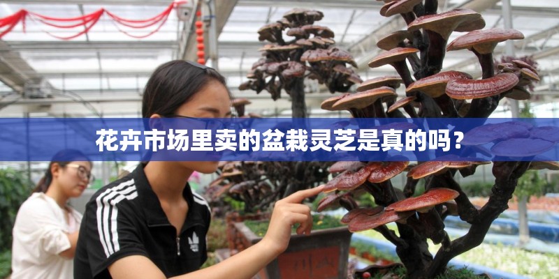 花卉市场里卖的盆栽灵芝是真的吗？
