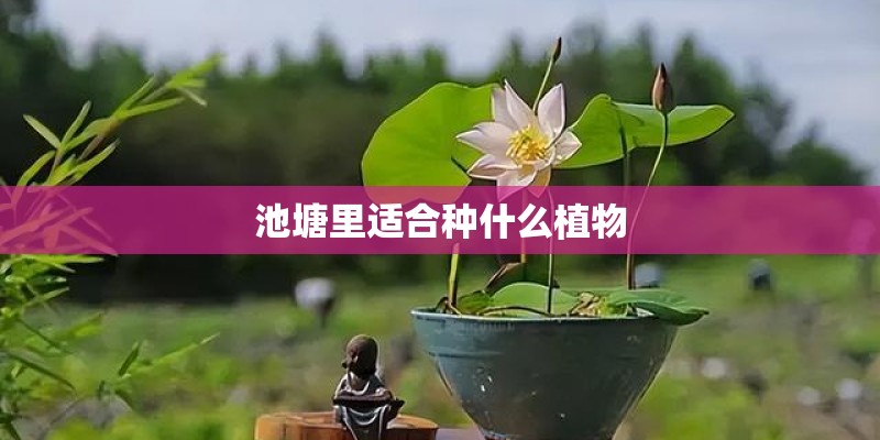池塘里适合种什么植物