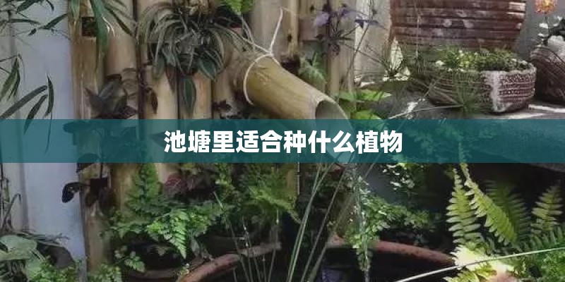 池塘里适合种什么植物