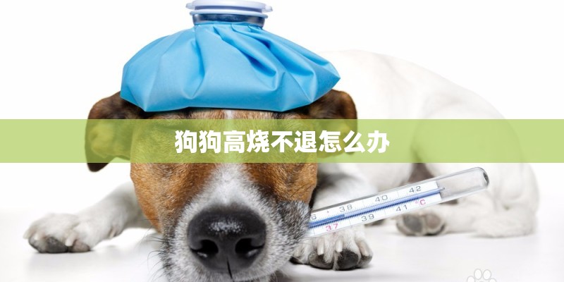 狗狗高烧不退怎么办