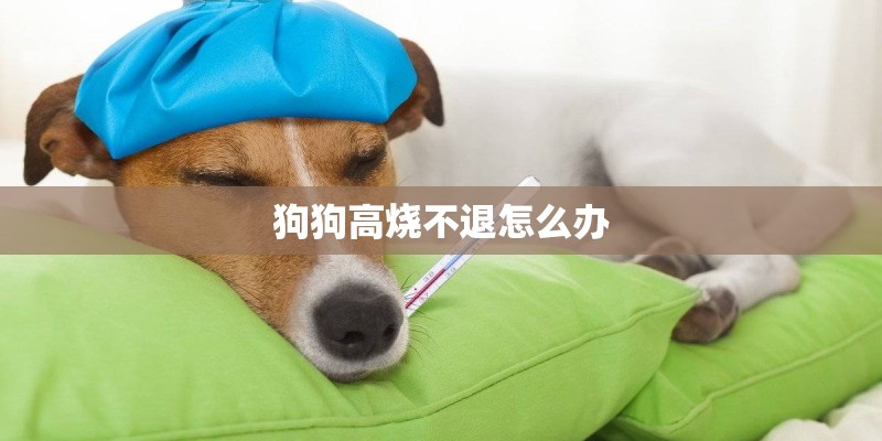狗狗高烧不退怎么办