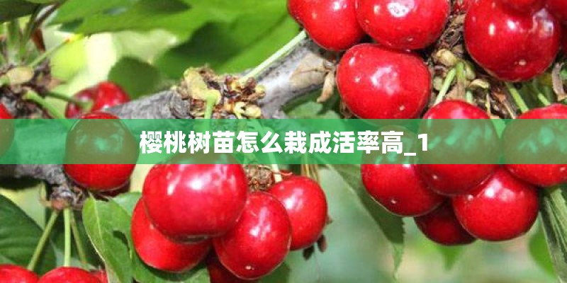 樱桃树苗怎么栽成活率高_1 樱桃树苗怎么栽成活率高_1
