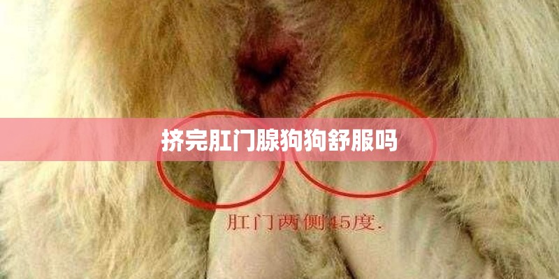 挤完肛门腺狗狗舒服吗