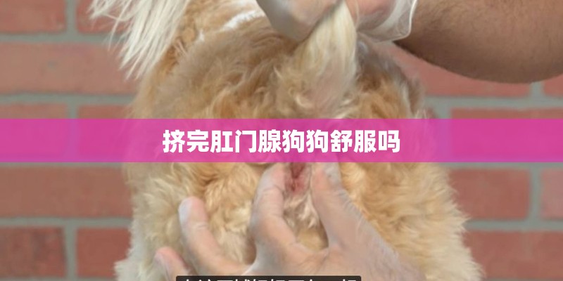 挤完肛门腺狗狗舒服吗