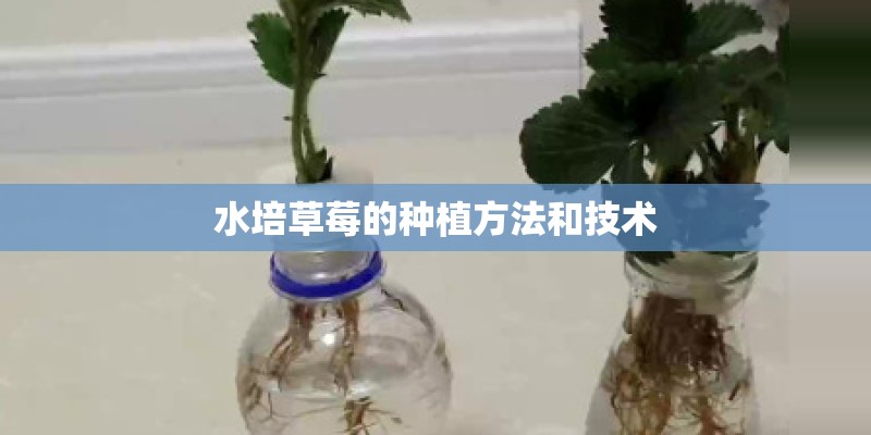 水培草莓的种植方法和技术