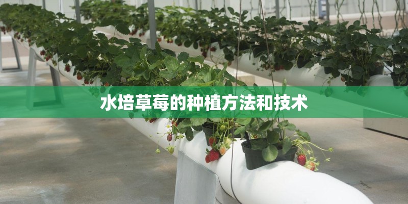 水培草莓的种植方法和技术