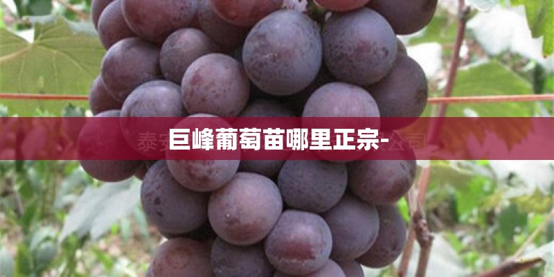 巨峰葡萄苗哪里正宗- 巨峰葡萄苗哪里正宗-