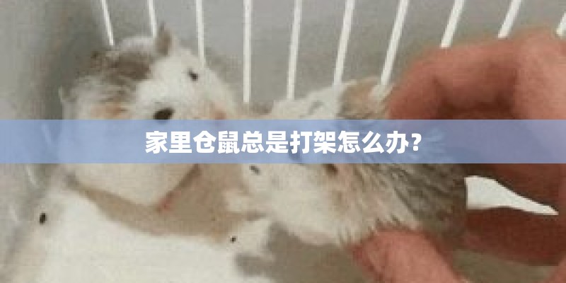 家里仓鼠总是打架怎么办？
