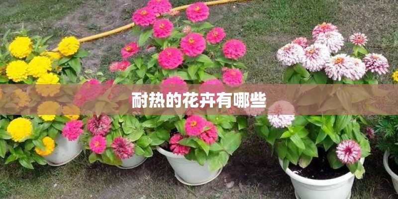 耐热的花卉有哪些