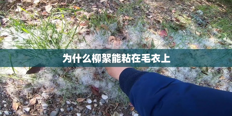 为什么柳絮能粘在毛衣上