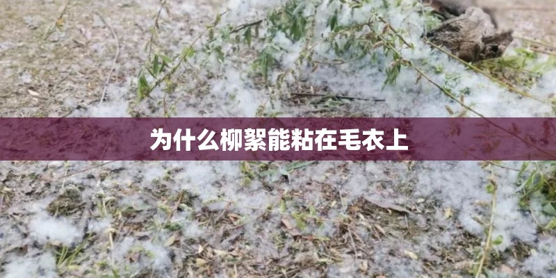 为什么柳絮能粘在毛衣上