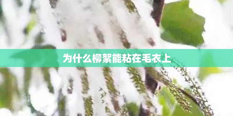为什么柳絮能粘在毛衣上