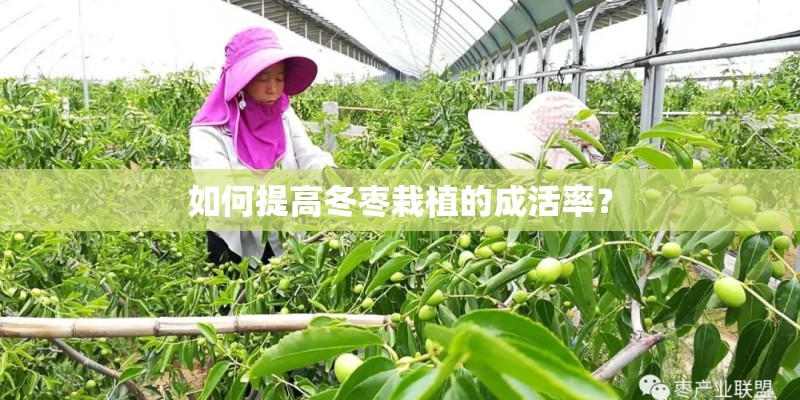 如何提高冬枣栽植的成活率？