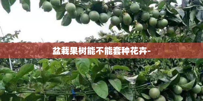 盆栽果树能不能套种花卉-