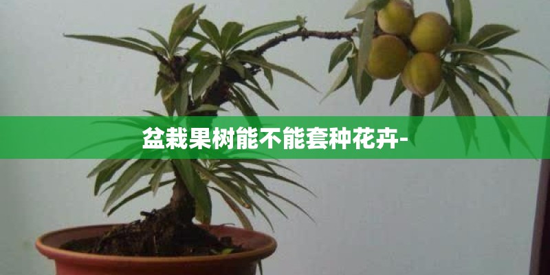 盆栽果树能不能套种花卉-