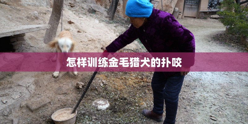 怎样训练金毛猎犬的扑咬
