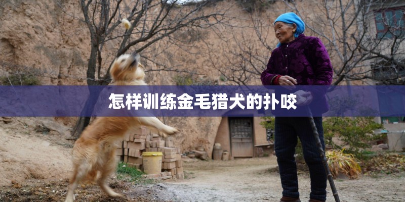 怎样训练金毛猎犬的扑咬