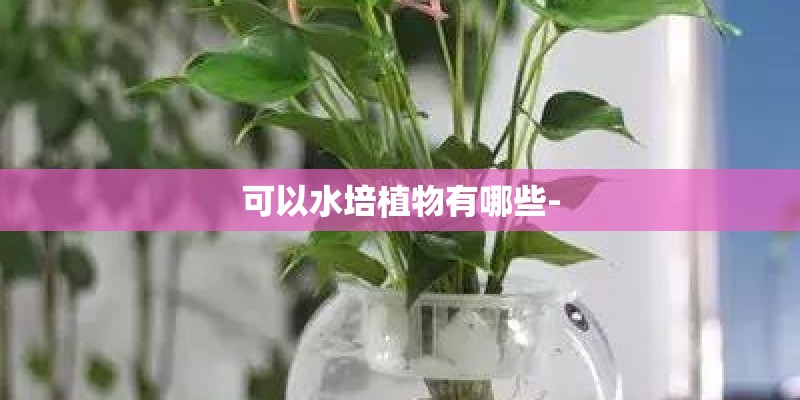 可以水培植物有哪些-
