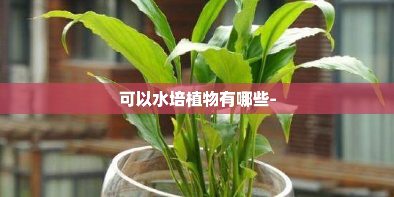 可以水培植物有哪些-