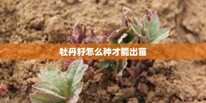 牡丹籽怎么种才能出苗