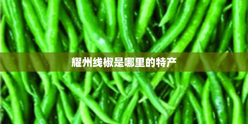 耀州线椒是哪里的特产