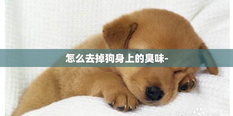 怎么去掉狗身上的臭味-