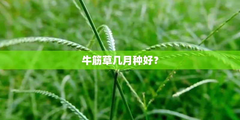 牛筋草几月种好？