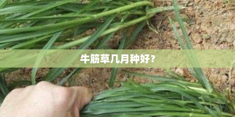 牛筋草几月种好？