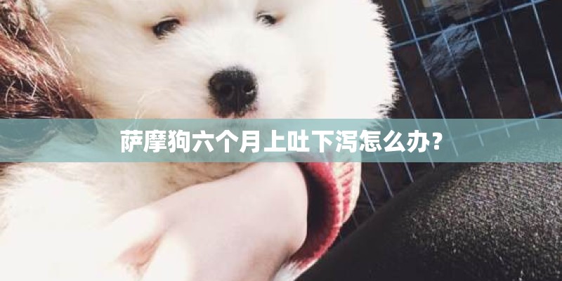 萨摩狗六个月上吐下泻怎么办？