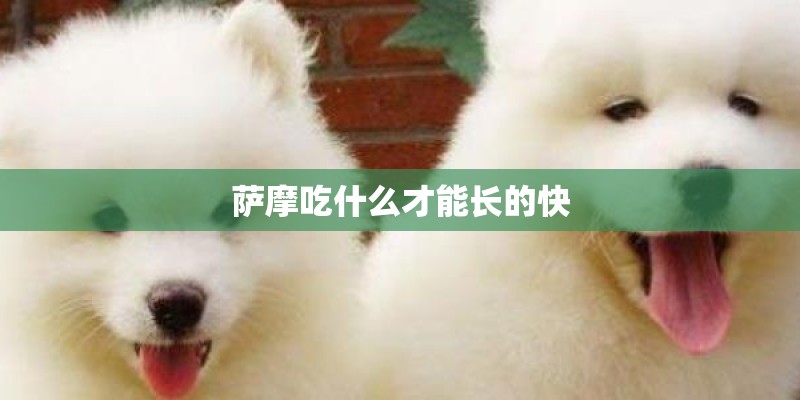 萨摩吃什么才能长的快