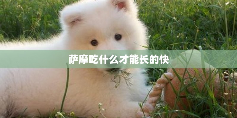 萨摩吃什么才能长的快