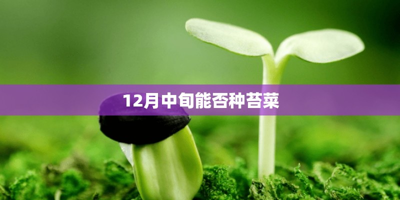 12月中旬能否种苔菜
