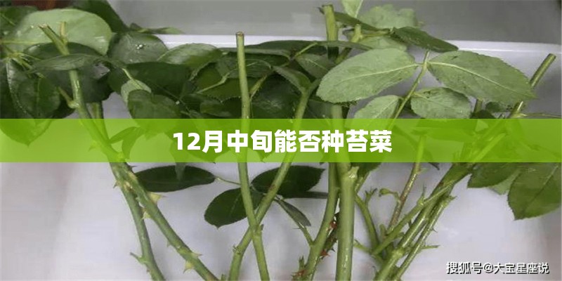 12月中旬能否种苔菜