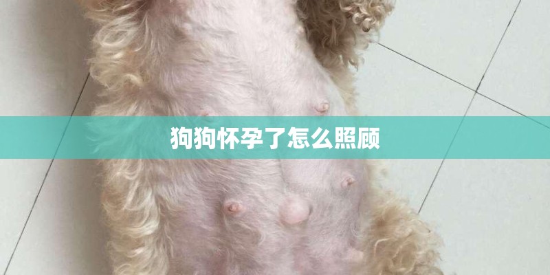 狗狗怀孕了怎么照顾